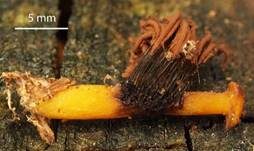 Gemeines Fadenstäubchen, Foto 70