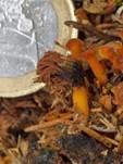 Gemeines Fadenstäubchen, Foto 71