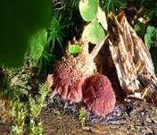 Gemeines Fadenstäubchen, Foto 9