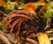 Gemeines Fadenstäubchen, Foto 72