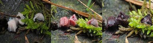 Gemeines Fadenstäubchen, Foto 73