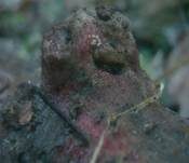 Gemeines Staub-Haarbecherchen, Foto 12