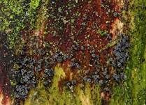 Gemeines Staub-Haarbecherchen, Foto 13