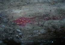 Gemeines Staub-Haarbecherchen, Foto 18