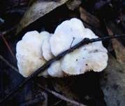 Gemeines Stummelfüßchen, Foto 12
