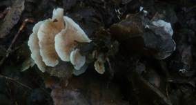 Gemeines Stummelfüßchen, Foto 19