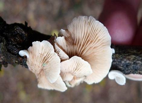 Gemeines Stummelfüßchen, Foto 4