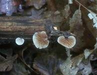 Gemeines Stummelfüßchen, Foto 22