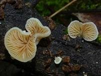Gemeines Stummelfüßchen, Foto 10