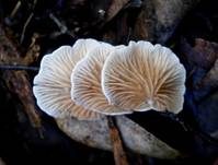 Gemeines Stummelfüßchen, Foto 11