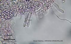 Genabelter Adermoosling, Foto 13
