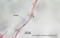 Genabelter Adermoosling, Foto 14