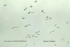 Genabelter Adermoosling, Foto 18