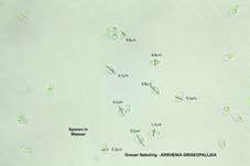 Genabelter Adermoosling, Foto 19