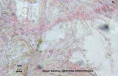 Genabelter Adermoosling, Foto 20