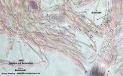 Genabelter Adermoosling, Foto 22