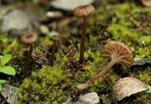 Genabelter Adermoosling, Foto 6