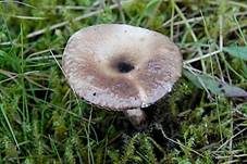 Genabelter Adermoosling, Foto 7