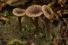 Genabelter Adermoosling, Foto 10