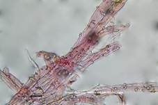 Genabelter Adermoosling, Foto 11