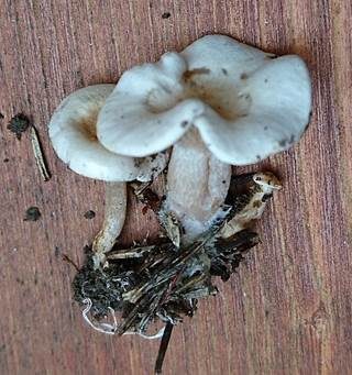 Genabelter Filzkrempling, Foto 2