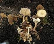 Genabelter Filzkrempling, Foto 7
