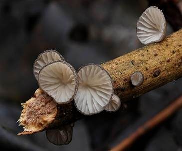 Becherförmiger Muscheling, Foto 2