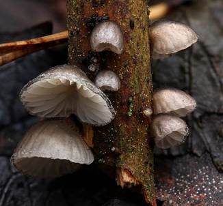 Becherförmiger Muscheling, Foto 3