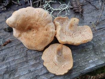 Genabelter Semmelstoppelpilz, Foto 2