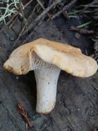Genabelter Semmelstoppelpilz, Foto 6
