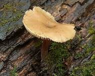 Genabelter Zähling, Foto 8