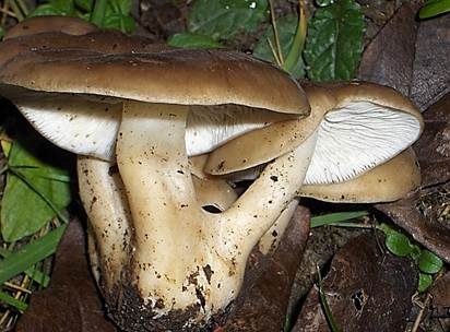 Gepanzerter Rasling, Foto 3