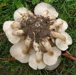Gepanzerter Rasling, Foto 37