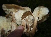 Gepanzerter Rasling, Foto 8