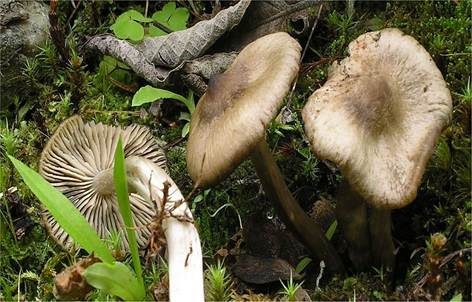 Geradrandiger Rötling, Foto 2