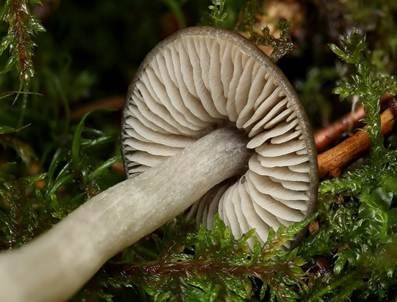 Geradrandiger Rötling, Foto 4