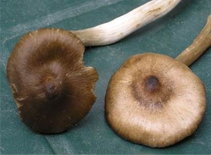 Geradrandiger Rötling, Foto 5