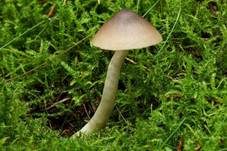 Geradrandiger Rötling, Foto 6