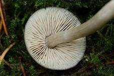 Geradrandiger Rötling, Foto 8