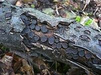 Gerandeter Rindenkugelpilz, Foto 5