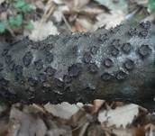 Gerandeter Rindenkugelpilz, Foto 8
