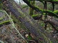 Gerandeter Rindenkugelpilz, Foto 11