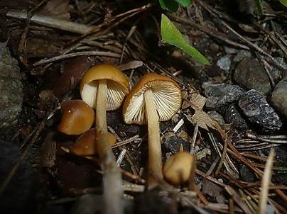 Gerandetknolliges Samthäubchen, Foto 3