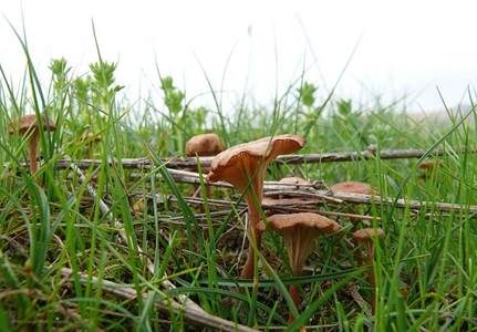 Becherförmiger Nabeling, Foto 3