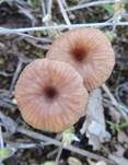 Becherförmiger Nabeling, Foto 5