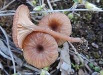 Becherförmiger Nabeling, Foto 6