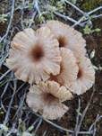 Becherförmiger Nabeling, Foto 7