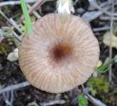 Becherförmiger Nabeling, Foto 9