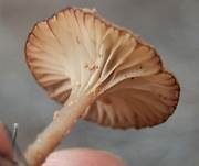 Becherförmiger Nabeling, Foto 10