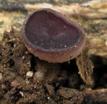 Gerard's Violettbecherling, Foto 2